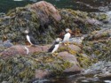 Puffins near the water